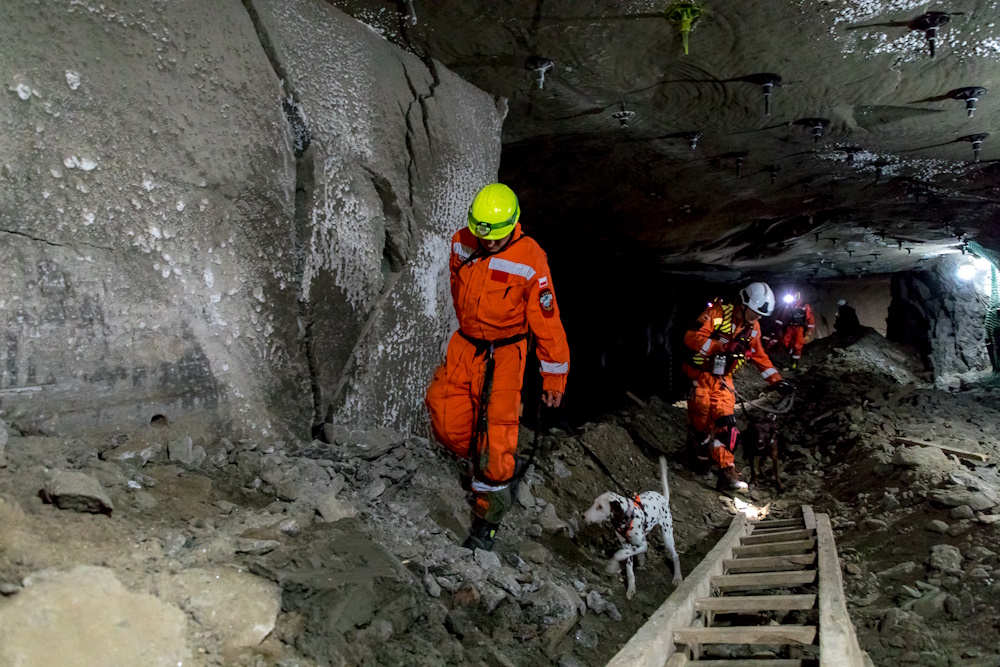 Strażak prowadzący psa dalmatyńczyka po drabinie