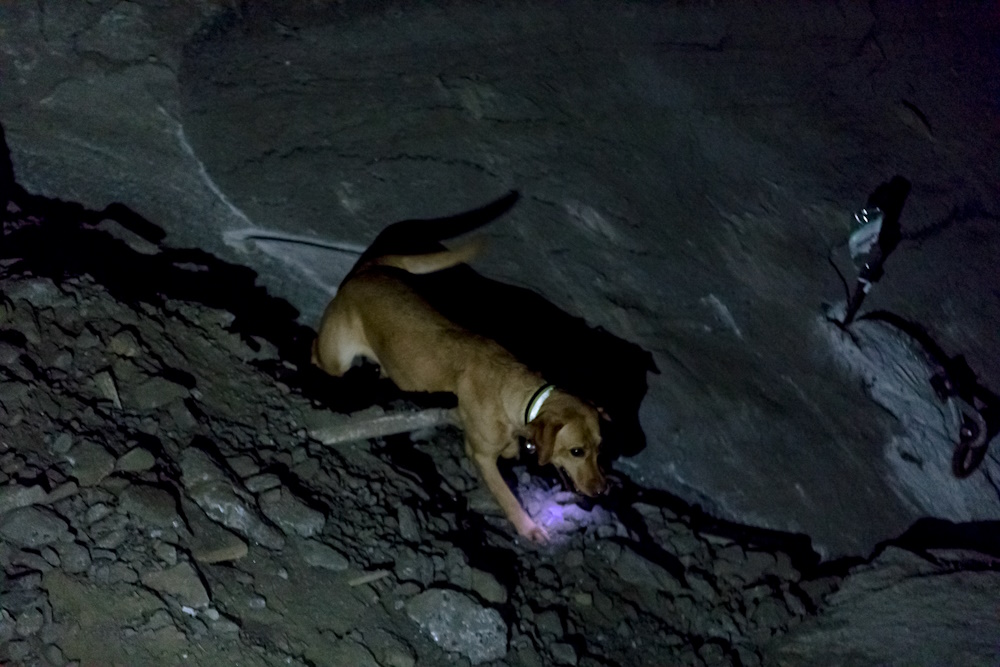 Pies trenujący w podziemnych wyrobiskach