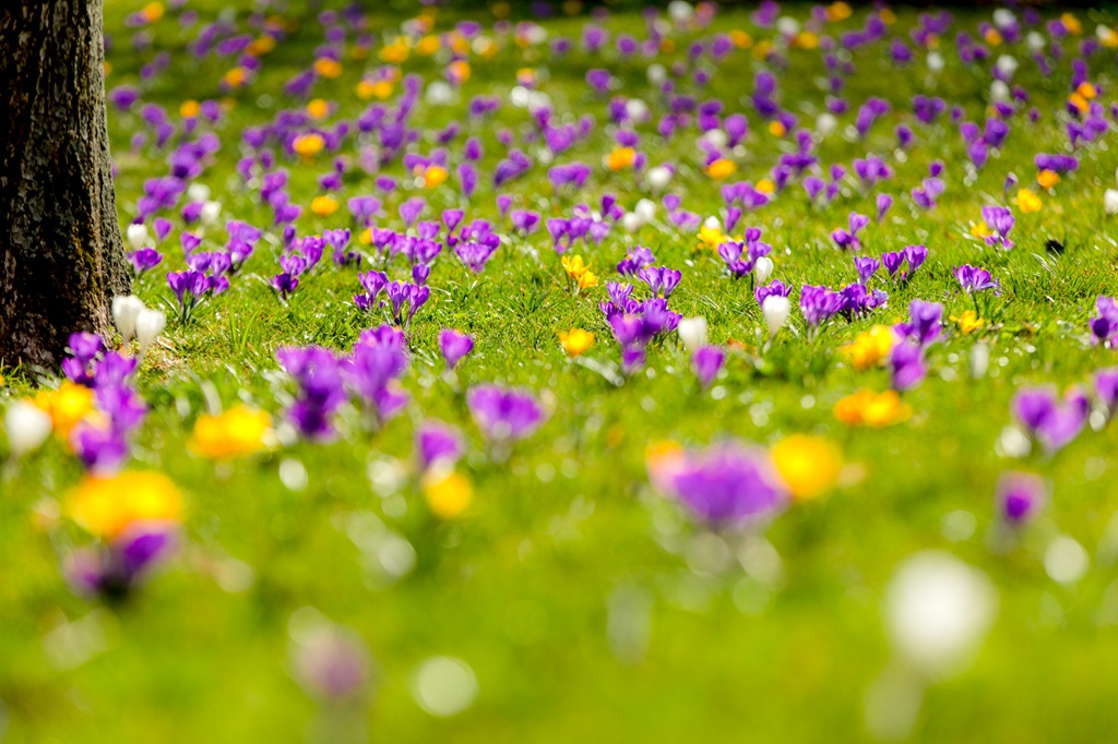 Krokusy przy wielickiej Kopalni