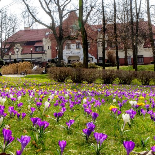 Krokusy zakwitły przy wielickiej Kopalni