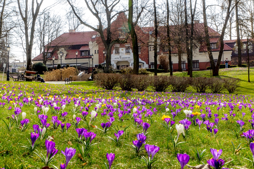 Krokusy przy wielickiej Kopalni