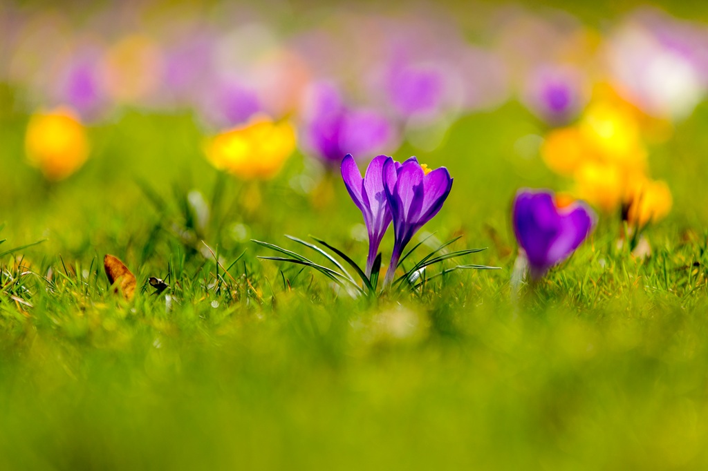 Krokusy przy wielickiej Kopalni